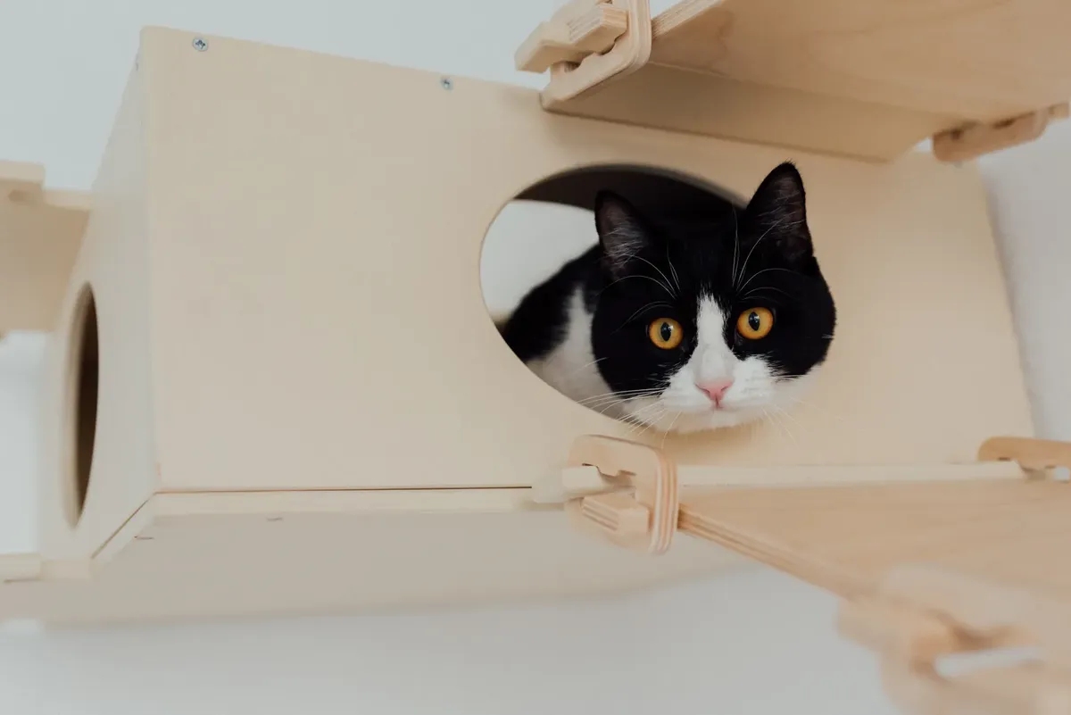 Cute black and white tuxedo cat peering from a wooden box against a neutral background.