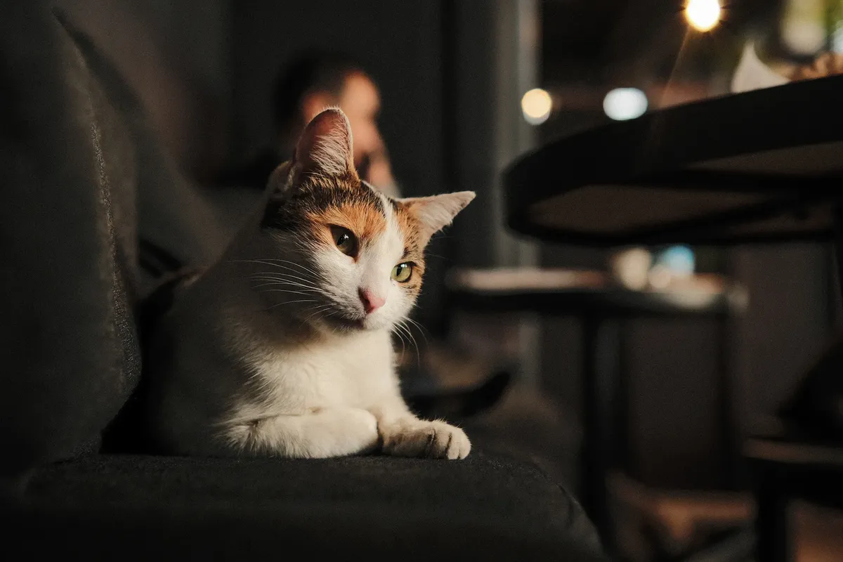 A close-up of a cat lying comfortably on a dark couch indoors, with a warm and cozy ambiance.