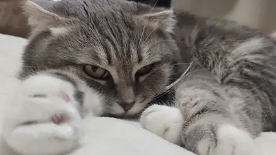 猫の退屈サインと対処法 飼い主のための完全ガイド 1