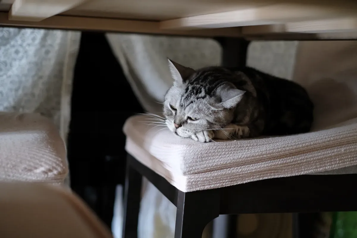 タビー猫がソフトな椅子で静かな姿とかわいさを表現しています。