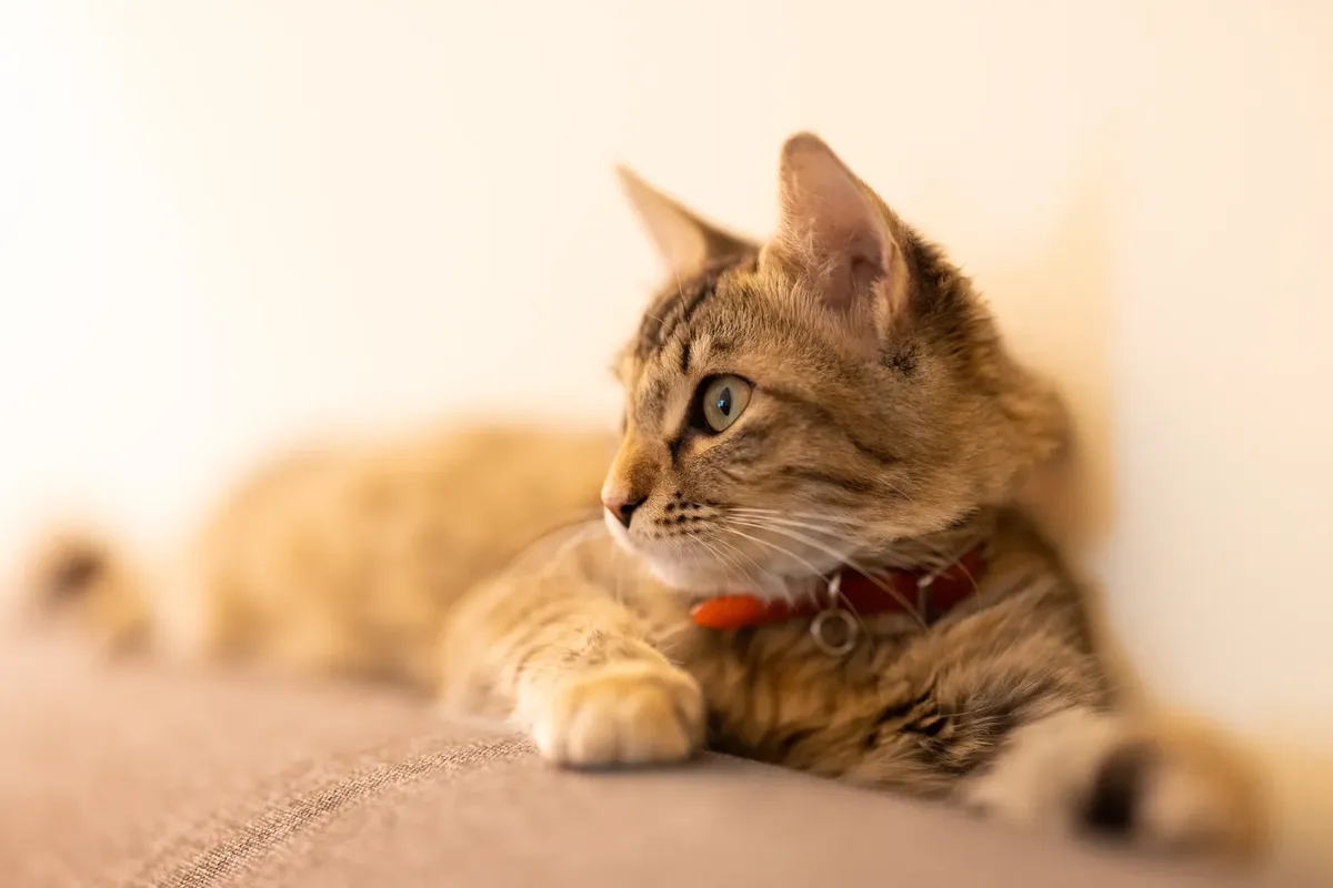 かわいらしいタビー猫が赤い首飾りを付けたまま、目立つ縞模様と興味深い目を披露しています