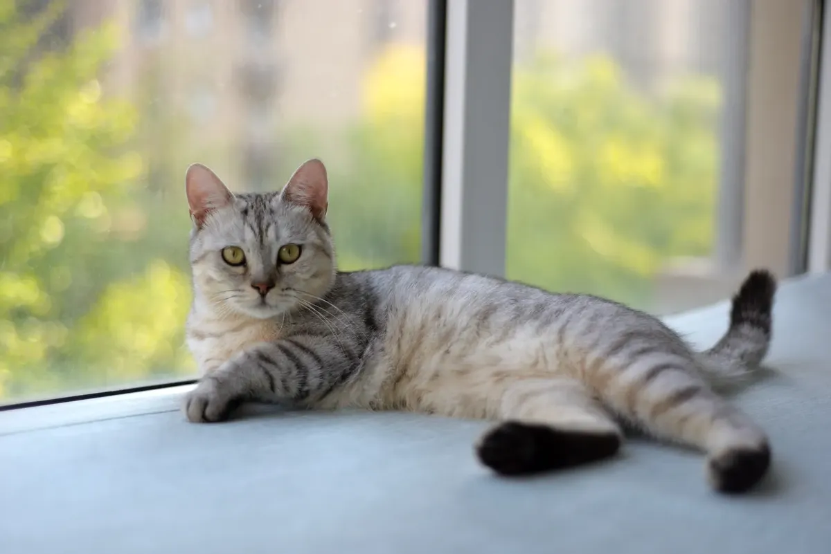 静かな灰猫が太陽の窓辺でリラックスしています。