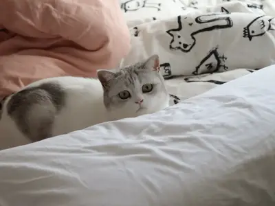 고양이 문제 행동 총정리 환경적 결핍 해소 방법 8