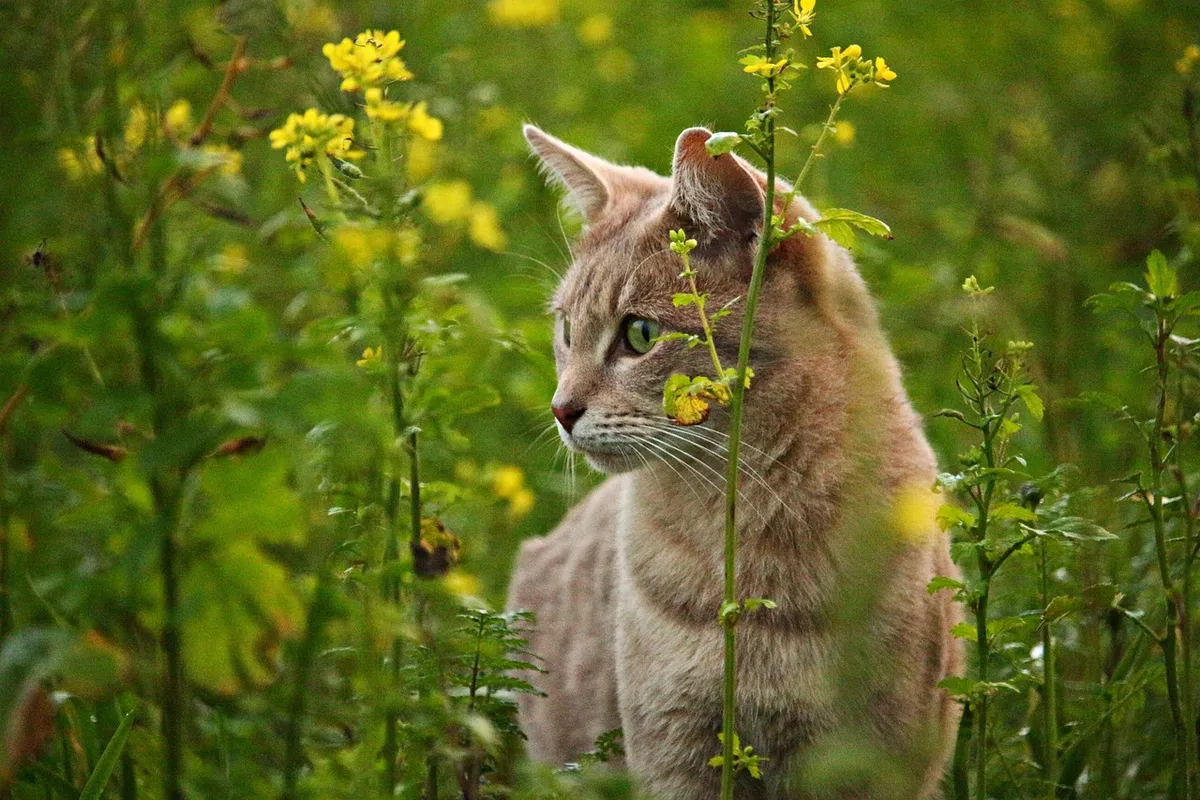 Gato olhando planta